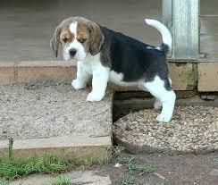 three color Beagle puppies for sale