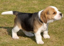 Gorgeous aKc Registered Beagle Puppies