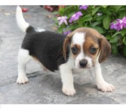 Stunning Beagle Puppies Ready For Re Homing.