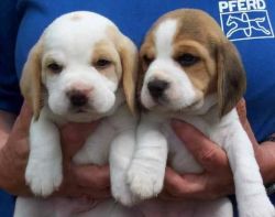 Good Beagle puppies for sale
