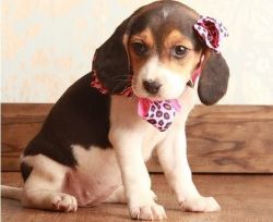 Micro~chipped Beagle Puppies