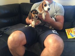 Adorable Foot Beagle Puppies