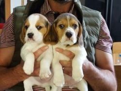 Only 1 Boy Left Kc Reg Tri Beagle Pups