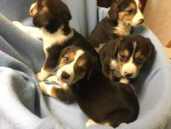 Border Beagle Puppies (xxx) xxx-xxx5