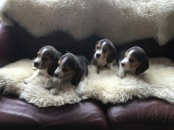 Stunning Kc Reg Beagle Puppies For Sale xxxxxxxxxx