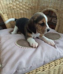 Beautiful Beagle Puppies,TEXT (xxx)xxx-xxxx