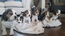 Show Type Kc Reg Beagle Puppies for your home