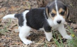 Welll socialized beagle pups ready now
