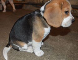 K.c Reg Beagle Pups For Sale