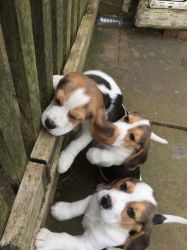 Beagle Bitch Puppies