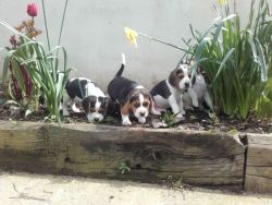 Beautiful Beagle Puppies ready Now