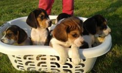 Beagle puppies for sale