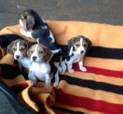 Beagle Puppies For Sale, Girls And Boys Available. -