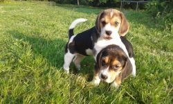 Beautiful Beagle puppies For sale