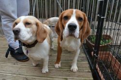 Registered Beagle Puppies