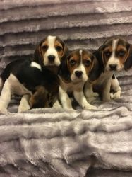 Beagle Puppies Kc Registered