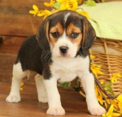 Purebred Beagle Pups Ready text us on (xxx)-xxx-xxxx