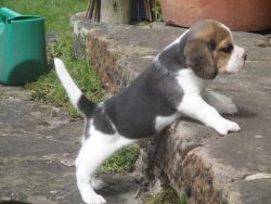 Pedigree Beagle Puppies For Sale