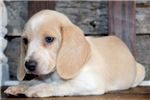 Splendid Pair beagle puppies For Re-homing Text...(xxx) xxx-xxx5