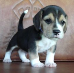 Beagle for adoption TEXT, (xxx) xxx-xxx0