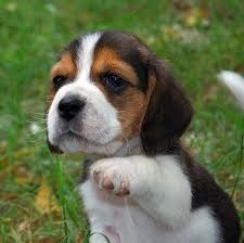 Beagle puppies For Sale