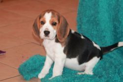 Stunning Beagle Puppies for sale