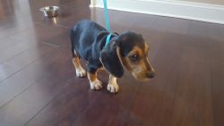 12 Weeks Beagle Puppy - Male