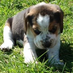 Gorgeous Beagle Puppies