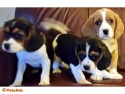 Adorable Designer Beagle puppies for Sale