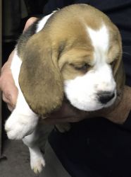 Beautiful Beagle Puppies For Christmas