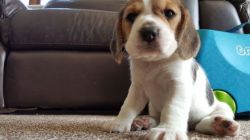 Kc Registered Beagle Puppy For Sale