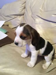Gorgeous Beagle Pups Last Two