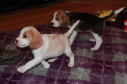 Beautiful Beagle Pups For Sale