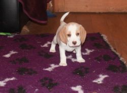 Quality Kc Registered Beagle Puppies