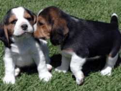 Fabulous Akc Beagle Puppies For Re-Homing