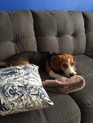 Buddy the Beagle