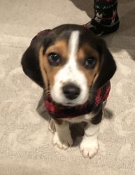 AKC Male Beagle 11 months