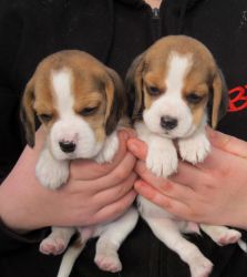 Fully Vaccinated Tricolor Beagle Puppies