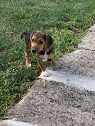 3 legged beagle puppy with crate and all she needs