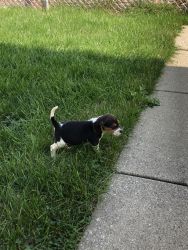 Baby girl beagle for sale
