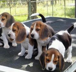 Beautiful male and female Beagle puppies +x(xxx)xxxxxxx