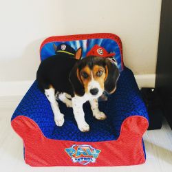 Rehoming our Beagle