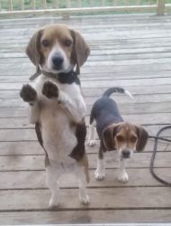 Beagle puppies 4 female 2 male Beagles