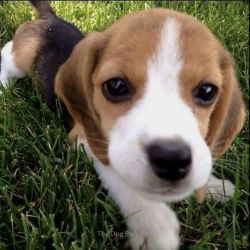 Adorable beagle puppies