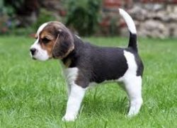 Amazing Beagle puppies