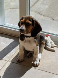 Gorgeous Pure Bred Beagle