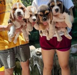 Beagle puppy for rehoming