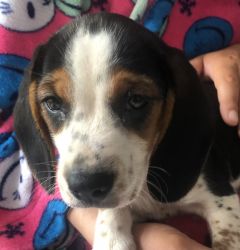 Purebred Male Beagle 8 weeks old Very lovable Needs a good home $800