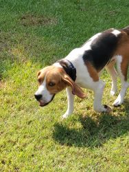 Beagle hound