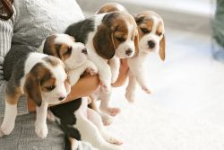 Beagle Puppies For New Home
